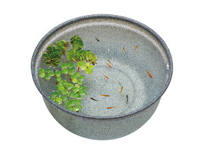 yő2000~OFFN[|`12/6(y)9:59܂Łz_JC _Ĵ߂̎甫 ݂420 _JEϏ܂ł Ϗ܋pi  ȈՒr GEX 