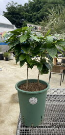 コーヒー苗 ティピカ種（大）2本植え 国産コーヒー苗木 国産コーヒー苗木国産コーヒー コーヒーチェリー コヒーリーフ 珈琲 プレミアム珈琲 コーヒー農園 家庭菜園