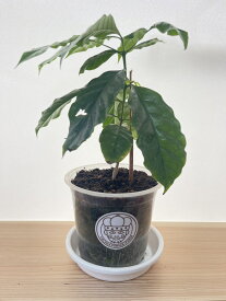 コーヒー苗 ゲイシャ種（中） 国産コーヒー苗木 国産コーヒー苗木国産コーヒー コーヒーチェリー コヒーリーフ 珈琲 プレミアム珈琲 コーヒー農園 家庭菜園