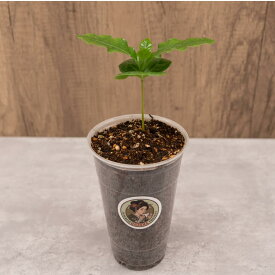 コーヒー苗 ゲイシャ種（小） 国産コーヒー苗木国産コーヒー コーヒーチェリー コヒーリーフ 珈琲 プレミアム珈琲 コーヒー農園 家庭菜園