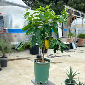 コーヒー苗 ティピカ種（特大） 国産コーヒー苗木 国産コーヒー苗木国産コーヒー コーヒーチェリー コヒーリーフ 珈琲 プレミアム珈琲 コーヒー農園 家庭菜園