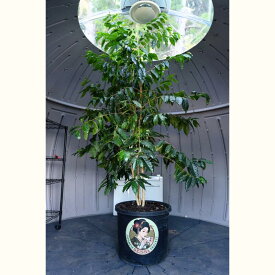 ゲイシャコーヒーを育てられる「ゲイシャドーム」 　国産コーヒー 珈琲 プレミアム珈琲 コーヒー農園 家庭菜園