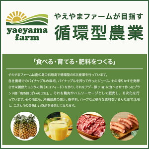 楽天ランキング1位石垣島産カットパイナップル900g（300g×3パック）冷凍パイナップル国産沖縄ピーチパイン安心安全子供おやつデザートフルーツギフトヨーグルトトッピング業務用トッピングカクテル送料無料6冠達成お得手軽美味しい甘いブランド