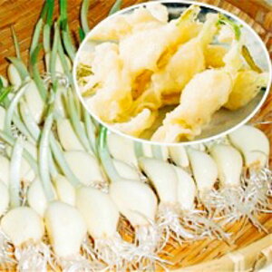 jjN 100{  N[֔ XvEgɂɂ Y ꌧY YҒ _򐅍k͔| LcȂ ݂݂ zNzN ɂɂ h{ X^~i TC