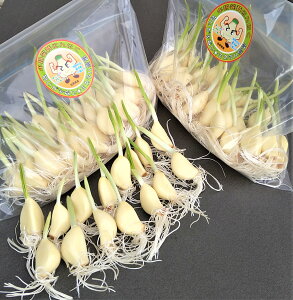 ɂɂ20{  퉷 XvEgɂɂ Y ꌧY YҒ _򐅍k͔| LcȂ ݂݂ zNzN ɂɂ h{ X^~i TCYM V