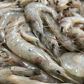 築地丸中　芝えび（熊本県産150尾前後）1kg 芝エビ エビ えび 海老 しばえび シバエビ しばエビ シバえび しば海老 シバ海老 芝海老