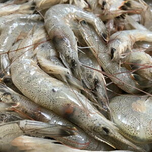 znے@łсiF{Y150Oj1kg ŃGr Gr  CV ΂ VoGr ΃Gr Vo ΊCV VoCV ŊCV