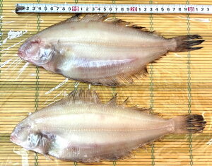 znے@Rꂢ2iYjIꂢ JC 