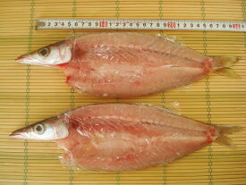 築地丸中　居酒屋さんでも人気！静岡県産天然！かます開き干し2枚！カマス かます 無添加 居酒屋