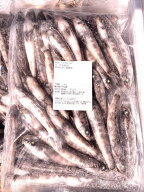 築地丸中　めひかり 中～大サイズ（日本産）1kg！ メヒカリ 居酒屋
