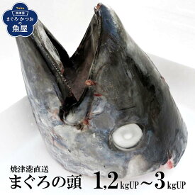【送料無料】静岡県 焼津港直送 まぐろの頭 マグロ 鮪 パーティやBBQなど 丸焼きで インスタ映え 絶品 酒の肴 南マグロ 本マグロ メバチマグロのいずれかです。どれも脂あります。