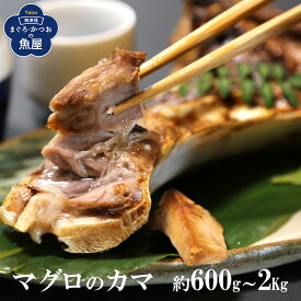 送料無料 まぐろカマ マグロかま 約600g～2kg メバチマグロ キハダマグロ 鮪 バーベキュー BBQ 冷凍 希少部位 グリル 塩焼き 煮付