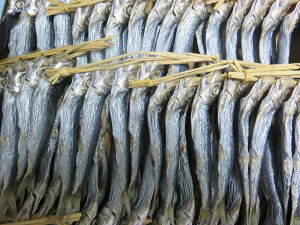 YY߂킵㊣ 4x30A ̍@{ɂ@CVۊ@h{_@YRHi@E悭Ă܂@܂@̂Ȃ̂ߊۊ