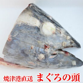 【送料無料】静岡県 焼津港直送 まぐろの頭 ハーフサイズ×2個 頭1個分 3kgUP マグロ 鮪 パーティやBBQなど 丸焼きで インスタ映え