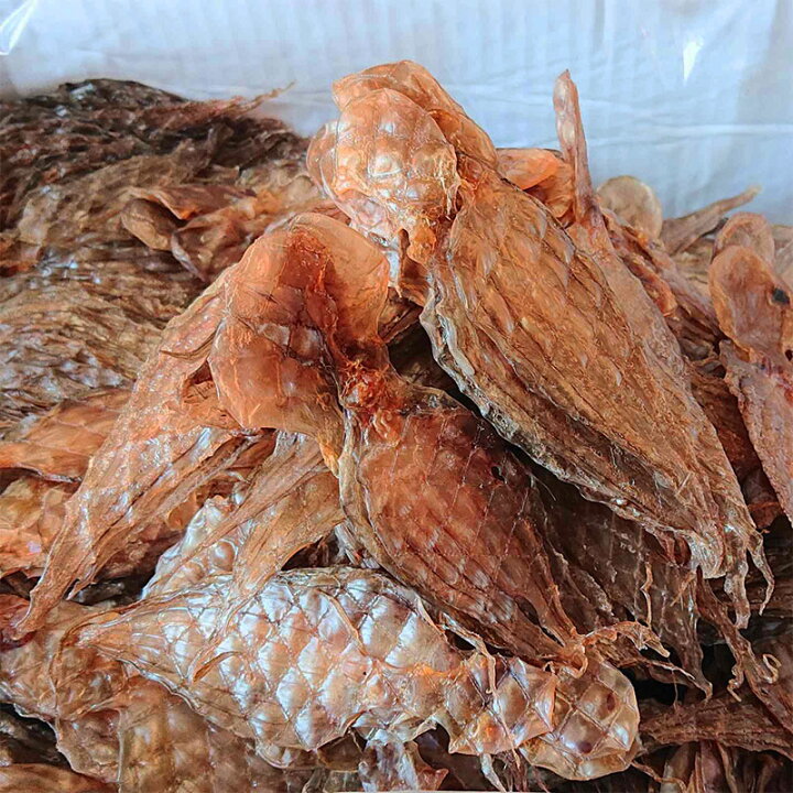 楽天市場 たこみりん干し 100g タコ干物 たこ姿干し 干しタコ 人気の引っ張りタコ 当店の人気物イイダコの干物 珍味 酒の肴 海産物問屋焼津日宏