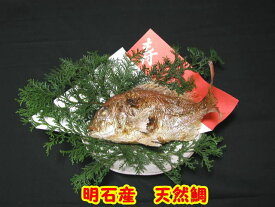 明石名産【魚秀の焼鯛】天然・明石鯛・生の時1.1kg位