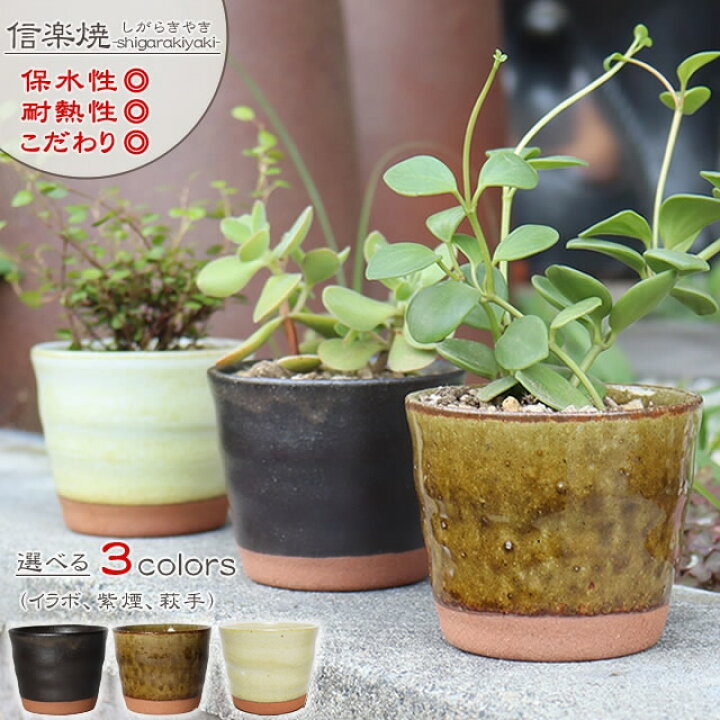 楽天市場】【今だけ10%OFFクーポン】信楽焼 植木鉢 陶器 おしゃれ 山草 