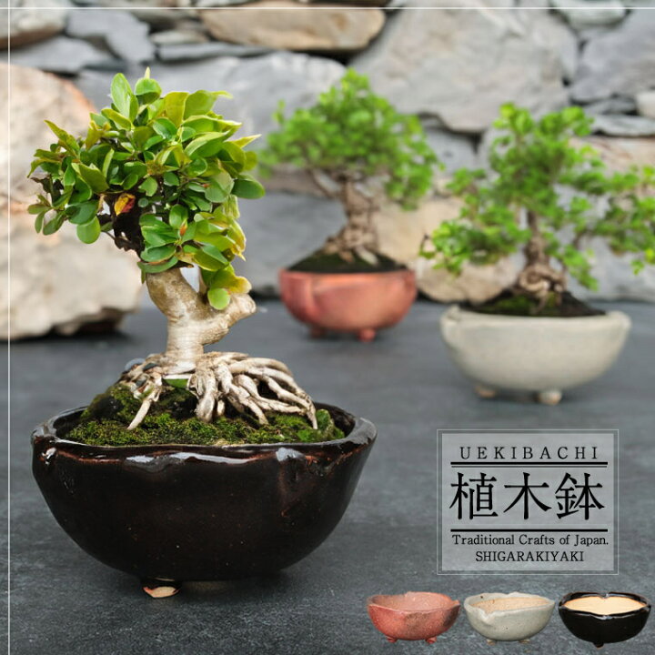 楽天市場】【今だけ限定10%OFFクーポン配布中】信楽焼 植木鉢 浅型 足 