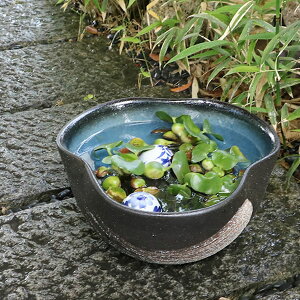【11月1日限定11%OFFクーポン】10号青釉ハケメ三方曲げ水鉢 信楽焼すいれん鉢 メダカ鉢、 金魚鉢にも最適 睡蓮鉢 陶器スイレン鉢 ハス鉢 はす鉢 めだか鉢 鉢 陶器 水連鉢 水鉢 睡蓮鉢 信楽焼き