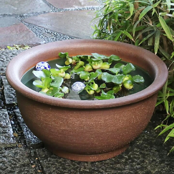 楽天市場】スイレン鉢 大型 陶器水鉢 信楽焼 水鉢 鉢 金魚鉢 めだか鉢  