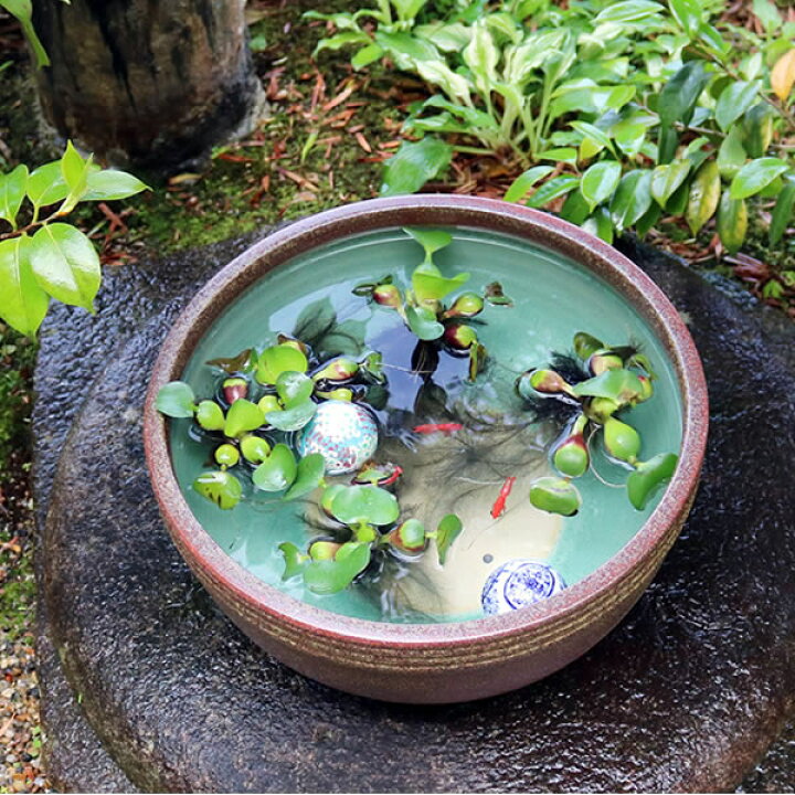 楽天市場】メダカ鉢 おしゃれな睡蓮鉢 金魚鉢 金魚鉢にも最適 睡蓮鉢 