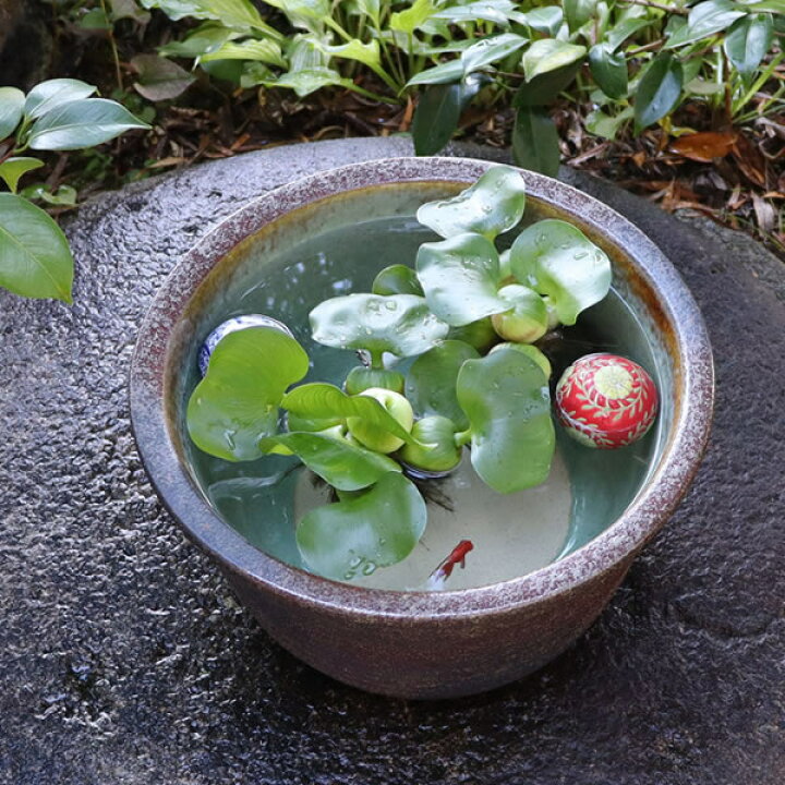 楽天市場】11号窯肌水鉢信楽焼すいれん鉢 メダカ鉢、 金魚鉢にも最適 