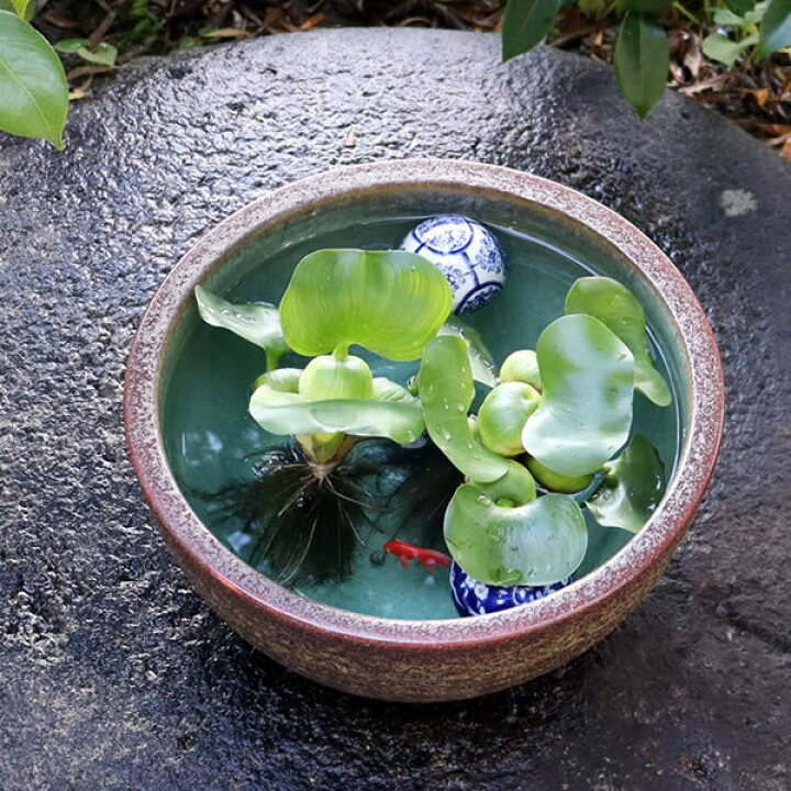 楽天市場】【ポイント5倍】睡蓮鉢 メダカ鉢 めだか 鉢 金魚鉢 陶器 