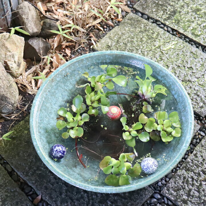 楽天市場】【38時間限定15%OFFクーポン】睡蓮鉢 メダカ鉢 金魚鉢 陶器 