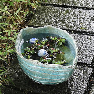 【10月24日20時開始ポイント10倍】すいれん鉢 信楽焼すいれん鉢 メダカ鉢、 金魚鉢にも最適 睡蓮鉢 陶器スイレン鉢 ハス鉢 はす鉢 めだか鉢 鉢 陶器 水連鉢 水鉢 信楽焼き睡蓮鉢 手水鉢 陶器