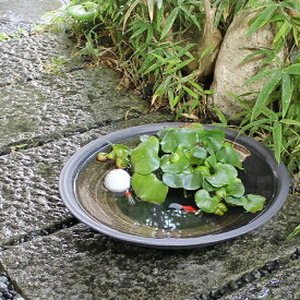 楽天市場 メダカ鉢 黒の通販