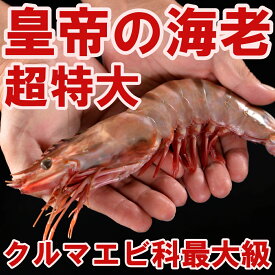 超特大！皇帝の海老 天然シータイガー 約27cm 1尾 クルマエビ科で最大級！エビ えび 海老 特大 冷凍 個包装パック 誕生日 プレゼント バーベキュー お取り寄せ