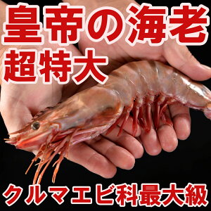 @c̊CV VRV[^CK[ 27cm 1 N}GrȂōő勉IGr  CV  Ⓚ pbN a v[g o[xL[ 