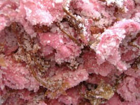 極上桜花塩漬　1kg さくらの花 サクラ 花見【レターパック対応1個のみ】