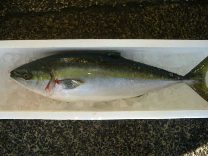 楽天市場 養殖 ブリ １匹 ぶり 鰤 魚河岸 やまもと