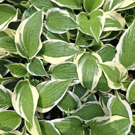 日陰に強い宿根草 ギボウシ "パトリオット" 　10.5センチロングポット苗