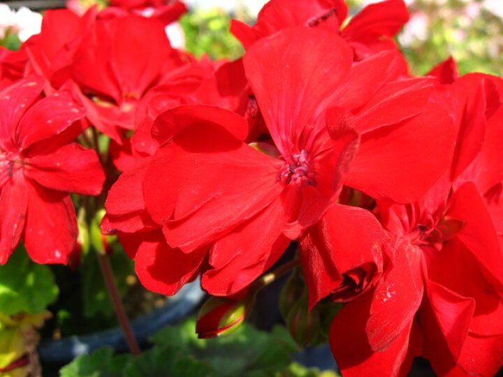 楽天市場 深紅のゼラニウム 暑さに強い カシオペア 9センチポット苗 元気な苗 やまびこ園芸