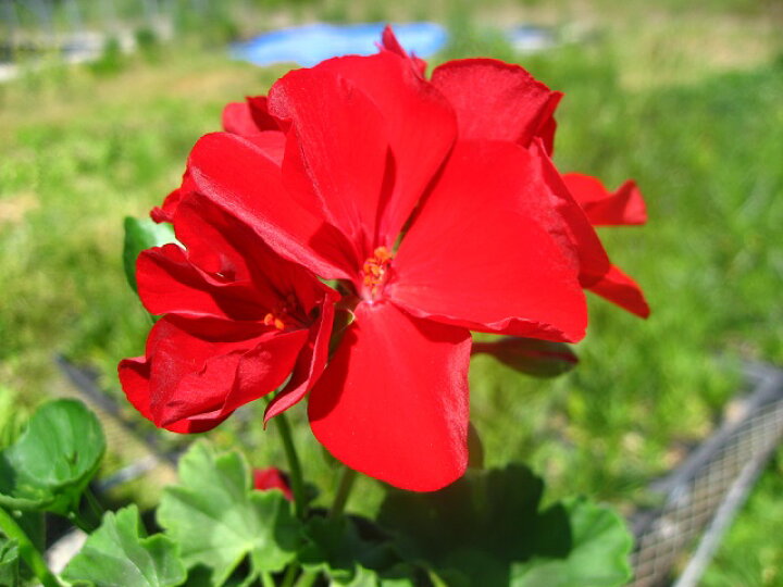 楽天市場 深紅のゼラニウム 暑さに強い カシオペア 9センチポット苗 元気な苗 やまびこ園芸