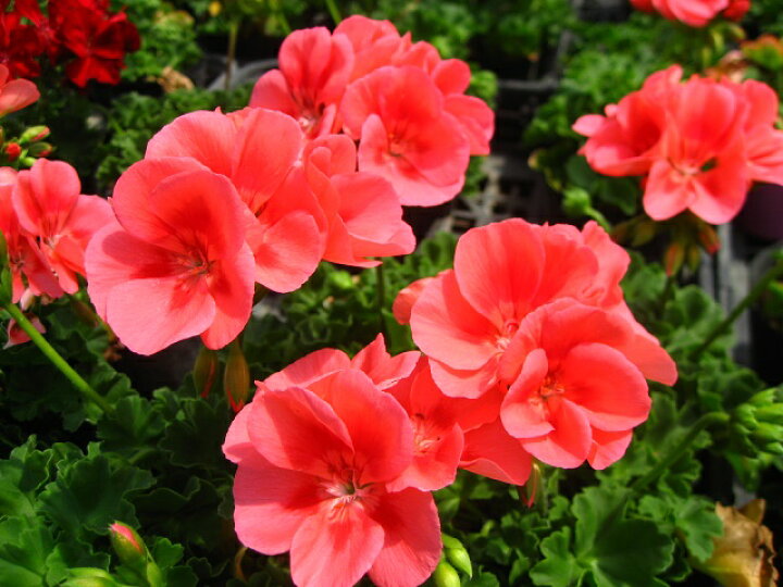 楽天市場 暑さに強い 濃いピンクのゼラニウム ピーチ 9センチポット苗 元気な苗 やまびこ園芸