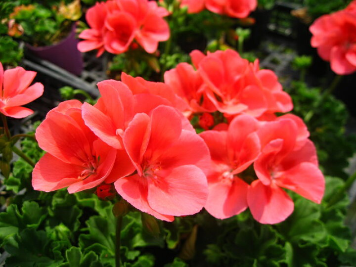 楽天市場 暑さに強い 濃いピンクのゼラニウム ピーチ 9センチポット苗 元気な苗 やまびこ園芸