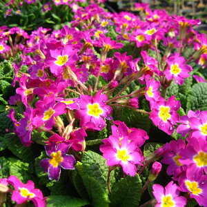 Aɋhuhv@R[nj[v 9Z`|bgc