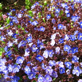 日陰に強い宿根草「ベロニカオックスフォードブルー」 9センチポット苗