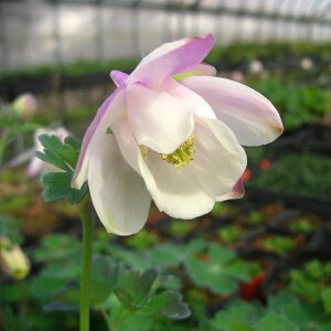 Aɋh ugI_}Lv 10.5Z`|bgc