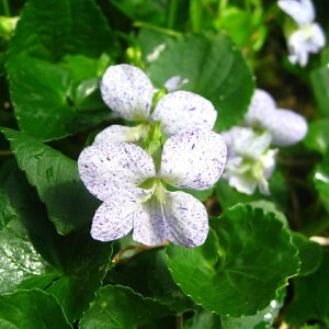 Aɋh uhX~ tbNXv 9Z`|bgc