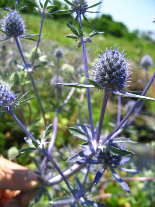 楽天市場 ひなた 半日陰向きの宿根草 エリンジウム プラナム 10 5ｃｍポット苗 元気な苗 やまびこ園芸