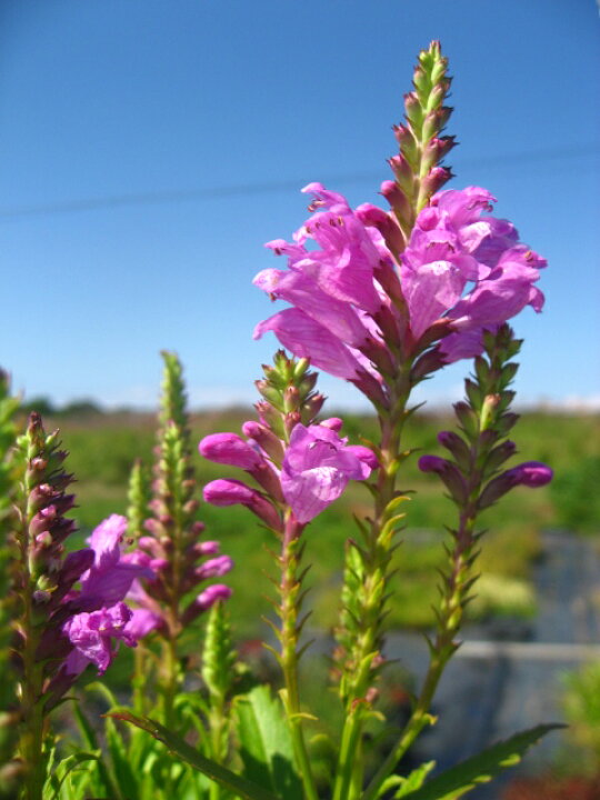 楽天市場 ひなた 半日陰向き宿根草 ハナトラノオ ピンク花 10 5ｃｍポット苗 元気な苗 やまびこ園芸