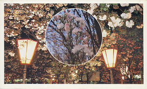 【平成4年】桜の通り抜け 貨幣セット 平成4(1992年)【ミントセット】