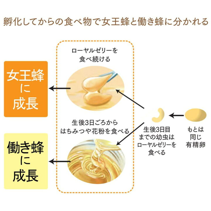 楽天市場】【〜7/11 9:59 10%クーポン】【公式】酵素分解 
