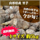 ★山形の里芋はうまいっだな～★山形県産 里芋 Lサイズ 5kg