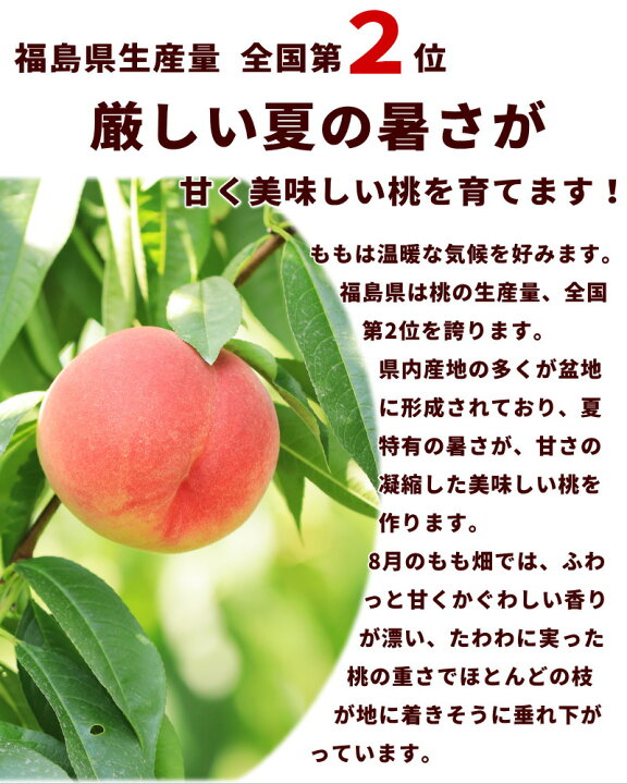 楽天市場】もも 白桃 ご家庭用 光センサー もも ミスピーチ 秀品 1.6kg 