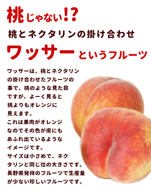 山梨県産　バリカタ桃ちゃん　硬い　かたい　固い　桃　もも　モモ